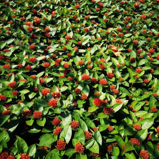 鹤山市 精品250龙船花基地直供