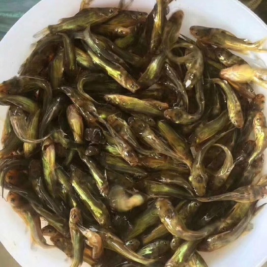 广州黄颡鱼苗  黄颡鱼、黄蜡丁、黄丫鱼、黄骨鱼、淡水养殖资源，人