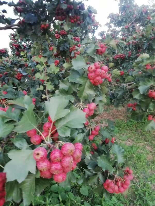  大五棱、棉球、大金星山楂