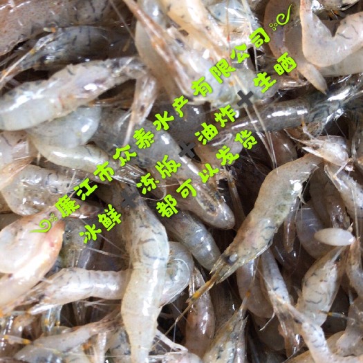 青虾  中虾2345规格 天然河虾 一手货源