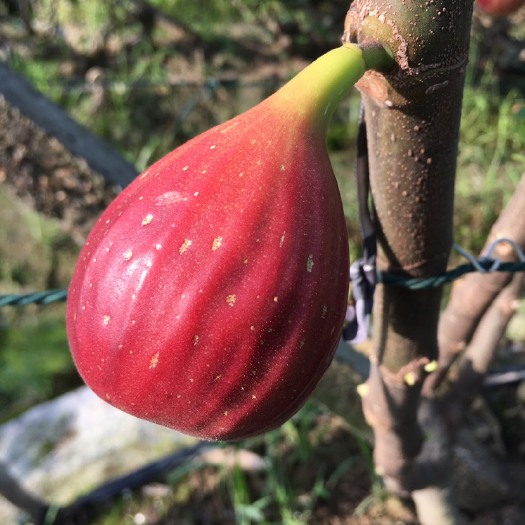 金华 金华当季红皮无花果新鲜现摘孕妇产妇时令水果大果3斤净重软糯甜