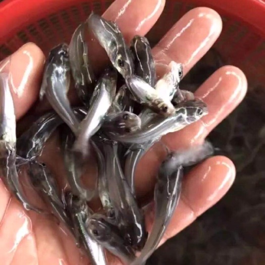 广州斑点叉尾鮰鱼  叉尾鱼苗