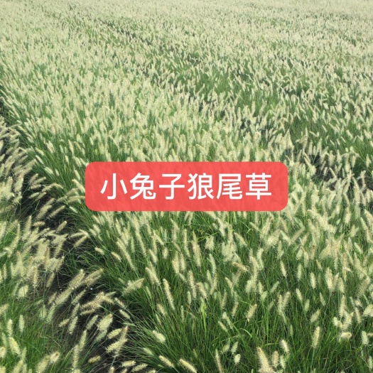 杭州狼尾草种子
