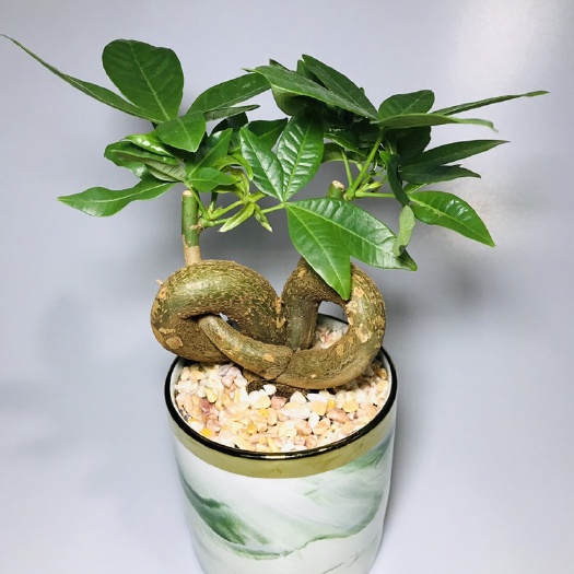 广州 双Q发财树，精品小盆栽。