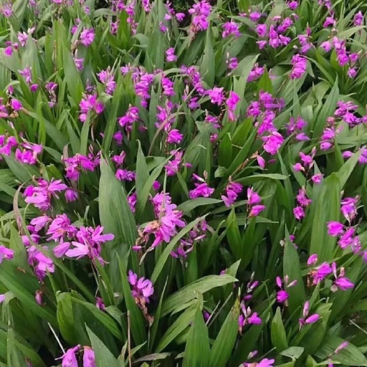 汉中白芨苗紫花三叉白芨苗2年大苗