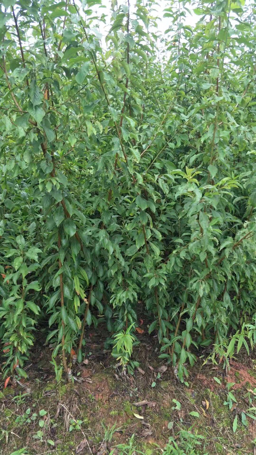 脆红李苗 香脆可口甜度佳