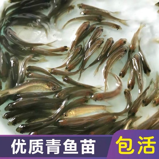 博罗县 青鱼鱼苗  优质青鱼苗