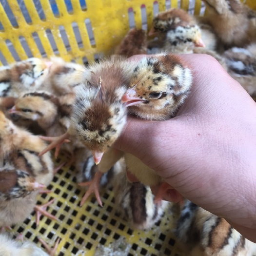 南宁良凤花鸡苗 良凤花 出壳苗