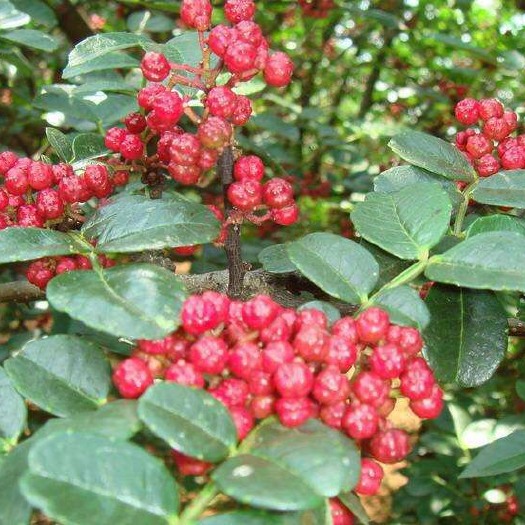 平邑县大红袍花椒苗 大红袍花椒树苗，当年结果，包成活，基地直供。