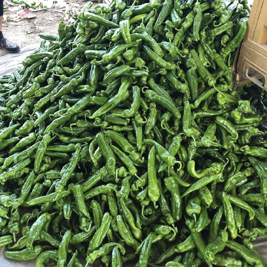 夏邑县301辣椒 15~20cm 微辣 靑色