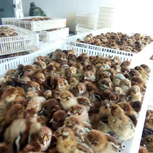 昆明 青脚麻鸡苗，正规孵化厂技术指导，优质鸡苗，成活率高。