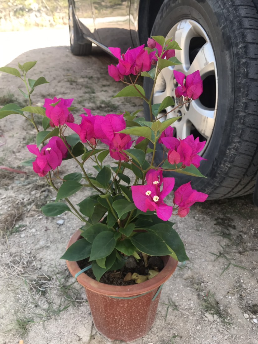 三角梅一年开几次花(三角梅一年开几次花的养殖方法和注意事项)