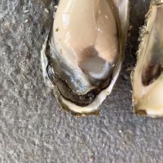 防城港生蚝 人工养殖 1-2两/只