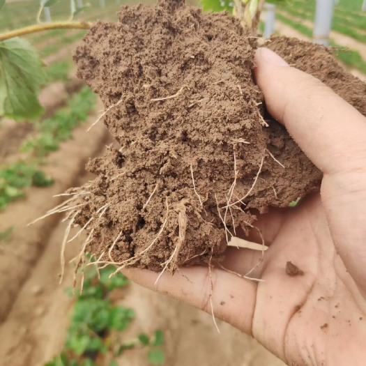 平度市章姬草莓苗  山东平度2021秋季假植苗，叶片肥厚，根系强壮