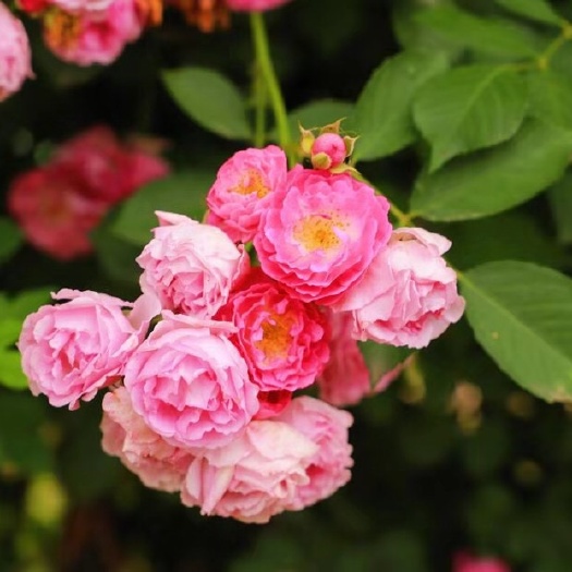 平邑县 蔷薇花苗 蔷薇苗 爬藤庭院植物基地直供