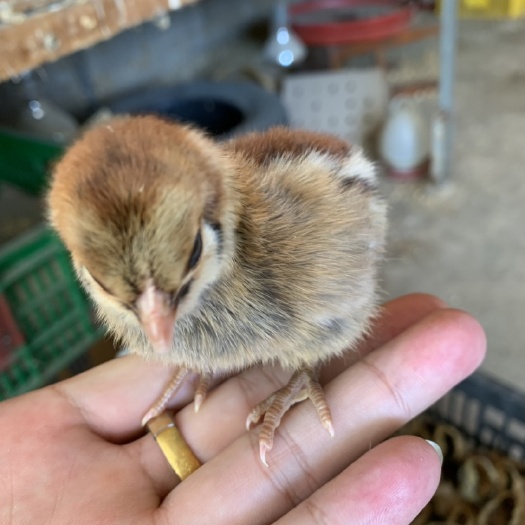 南宁 铁脚麻鸡苗