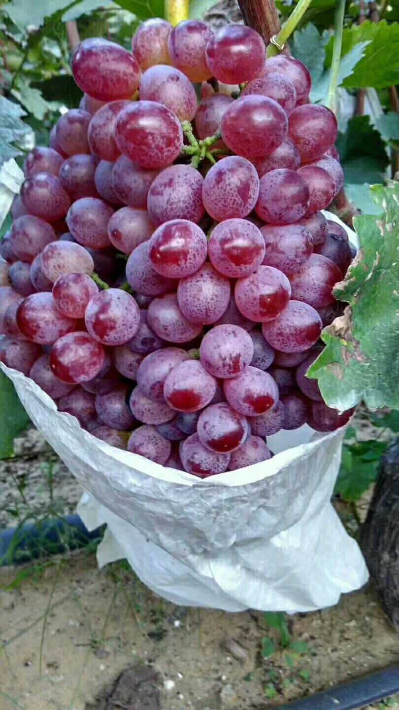 红宝石葡萄 1.5 2斤 5%以下 1次果
