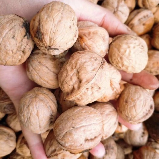 漳州 本季核桃，包装精美，100斤起售，价格实惠，