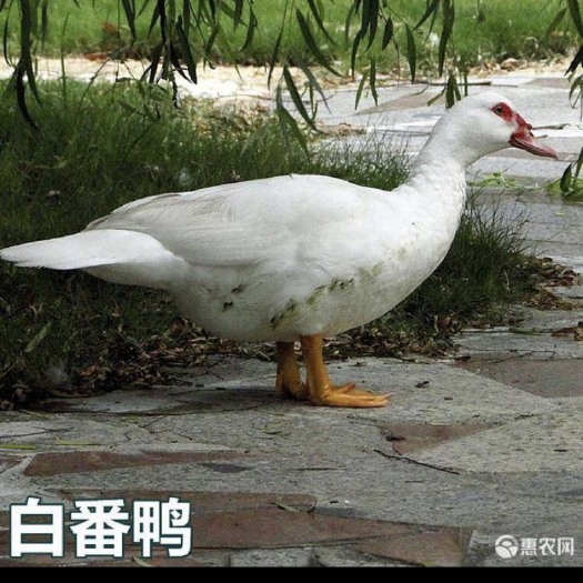 合肥 白番鸭苗假一罚十