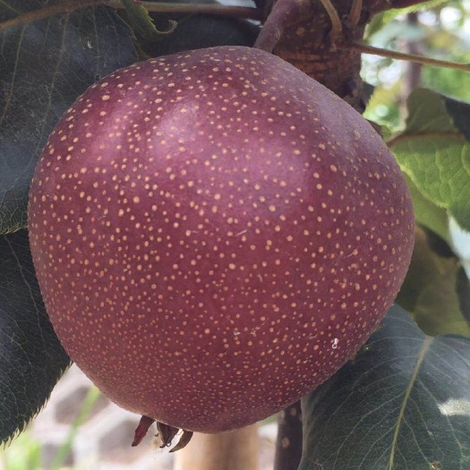 泰安 果树苗基地  全红梨价格 红香酥梨树苗 皇冠梨树