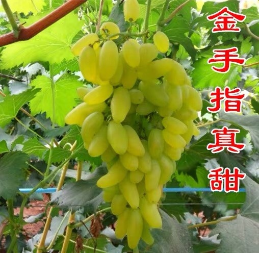 平邑县金手指葡萄苗