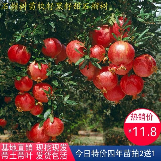平邑县 石榴树苗突尼斯软籽石榴苗盆栽地栽当年结果南北方种植特大石榴树