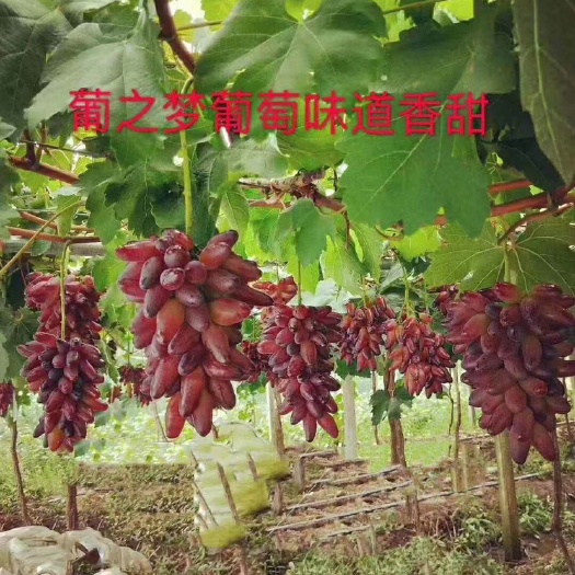 昌黎县葡之梦葡萄苗扦插苗基地直销保证纯度和质量