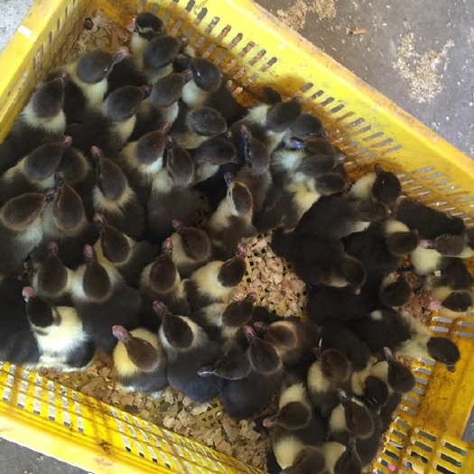 南宁黑番鸭苗