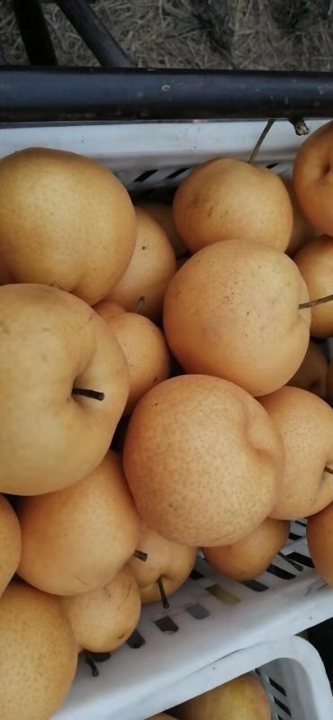 封丘县 晚秋黄梨，量大从优，实地摘果，纸模套袋