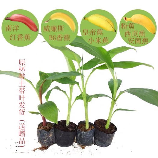 灵山县小米焦