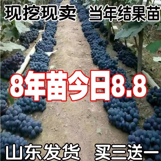平邑县 山东葡萄苗基地发货 巨峰葡萄 当年结果 大苗爬藤