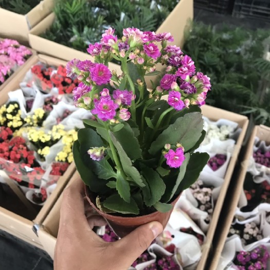 广州长寿花盆栽 长寿花