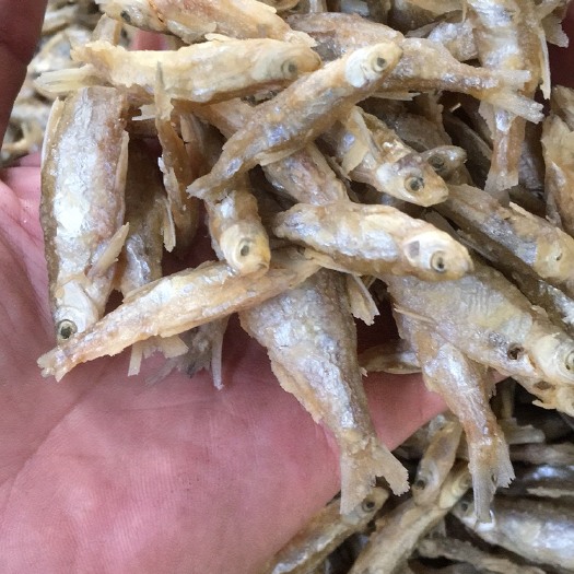 天峨县干炸小公鱼 新鲜的白肖油