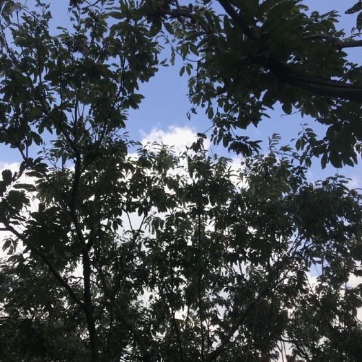  自家板栗