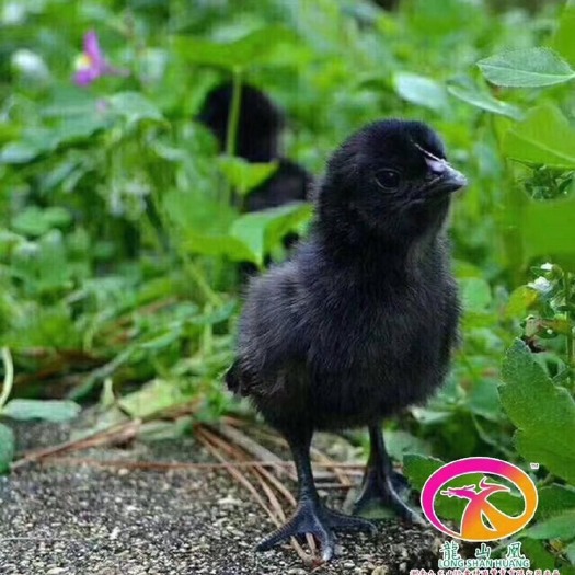 广州五黑一绿鸡苗 母