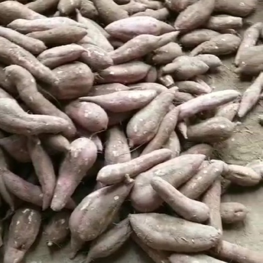 大荔县 加红薯，红皮白心，大圆蛋