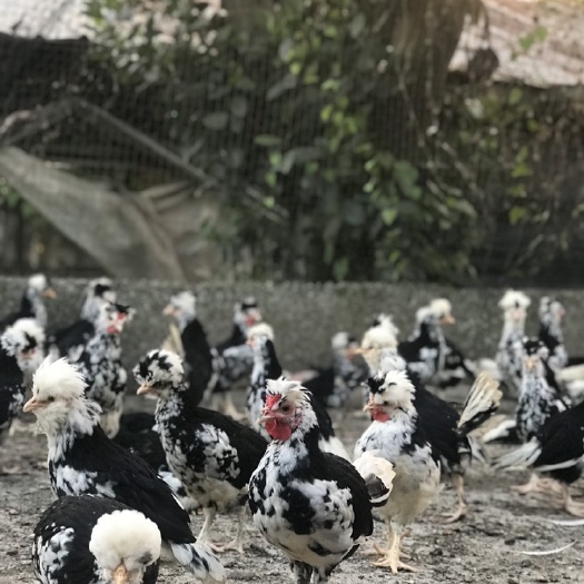 揭阳 脱温贵妃鸡