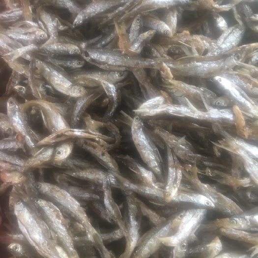 天峨县干炸小公鱼 开好肚的油炸白肖鱼