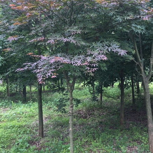 全州县中国红枫