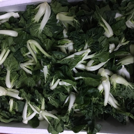 台山市 小白菜仔