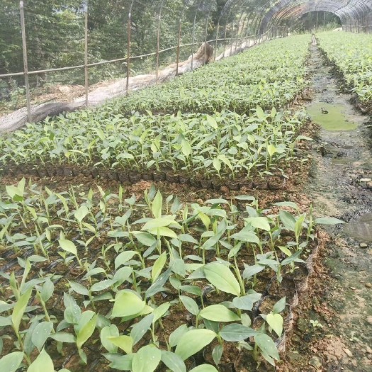 西畴县威廉斯香蕉苗