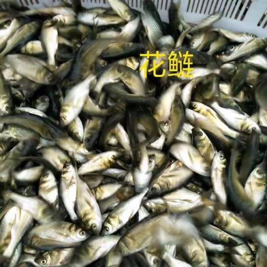 重庆市雄鱼 花鲢