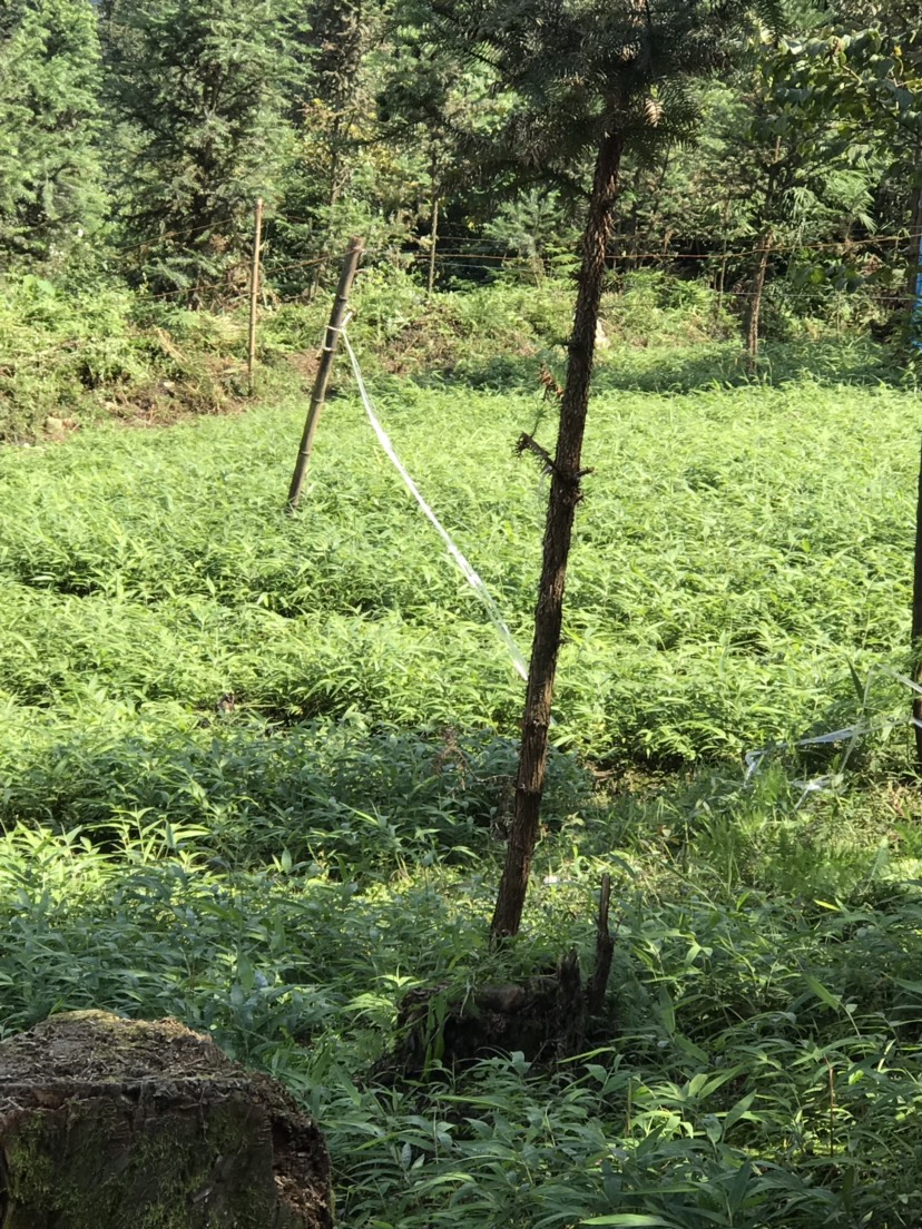 刺竹苗 刺竹 刺方竹 杯苗 袋装苗！一（1）年苗