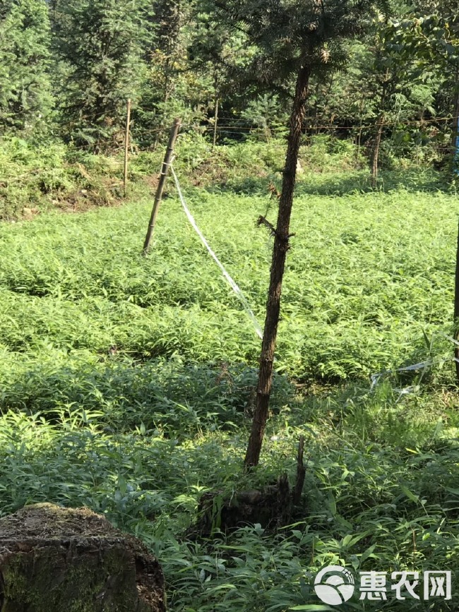 刺竹苗 刺竹 刺方竹 杯苗 袋装苗！一（1）年苗