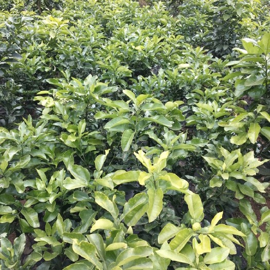 重庆市红心柚苗 三红柚苗