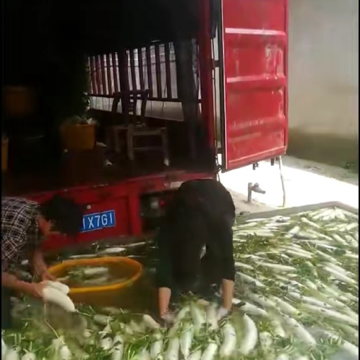 老河口市精品白萝卜   花叶地膜白萝卜  花板叶白萝卜