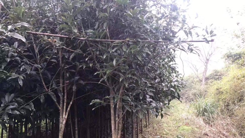 建瓯市八月桂 2012种植总共3万株全走13元一株自挖自运，一万株挑挖15