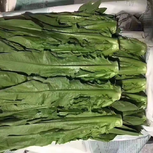 武汉 云南油麦菜。在湖北武汉市白沙洲四季美档口日销3000件+