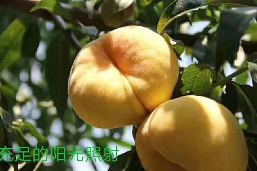 平邑县黄金油蟠桃苗 1.5~2.0米