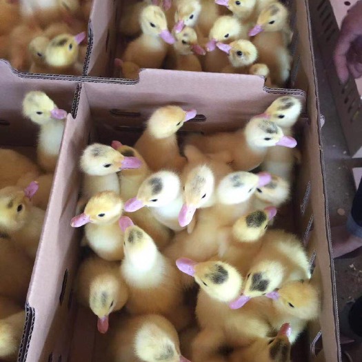 南宁大种白番鸭苗